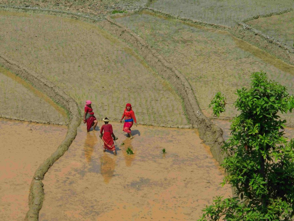 Women working in flooded terraced rice fields on a steep Nepali hillside, the sloped, erosion-prone farmland the Biochar in Nepal project aims to restore